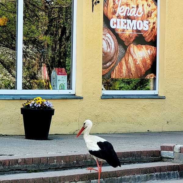Rudīte Bērziņa "Dienvidkurzemes novadā gardumi visām gaumēm!" Vērgale
