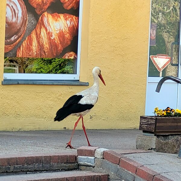 Rudīte Bērziņa "Tikai Dienvidkurzemes novadā šāds iekšā saucējs" Vērgale