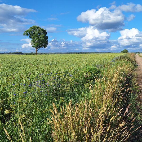 Intars Mellums "Gabaliņš no mūsu zemes" Netālu no Mazgramzdas, Priekules pagastā