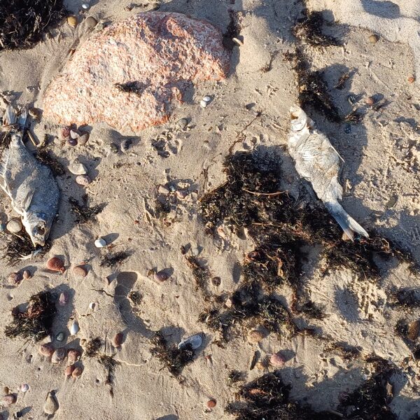 Martiņš Strazds "Fišini_sauļoties_ar_mēru" Papes bāka