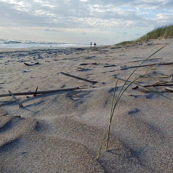 Madara Strazde "Vēja paraksts ir smiltīs" Pape