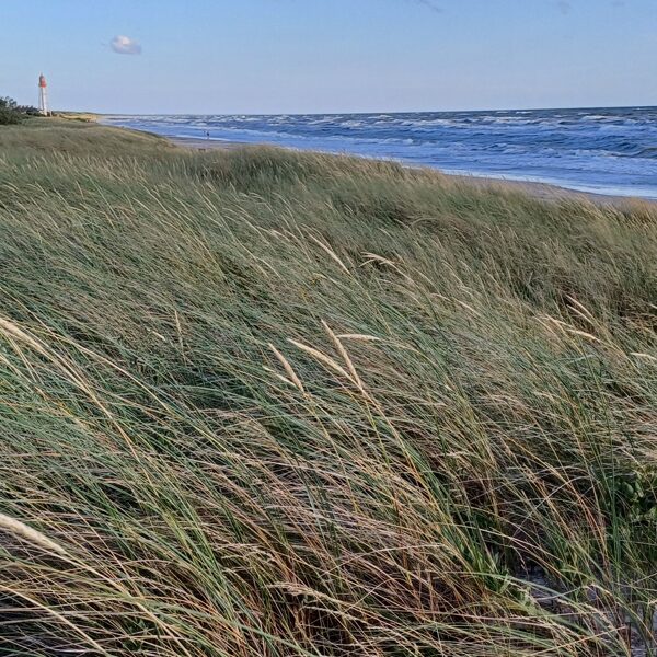 Mārtiņš Strazds "Ikdienas skats PAPĒ"