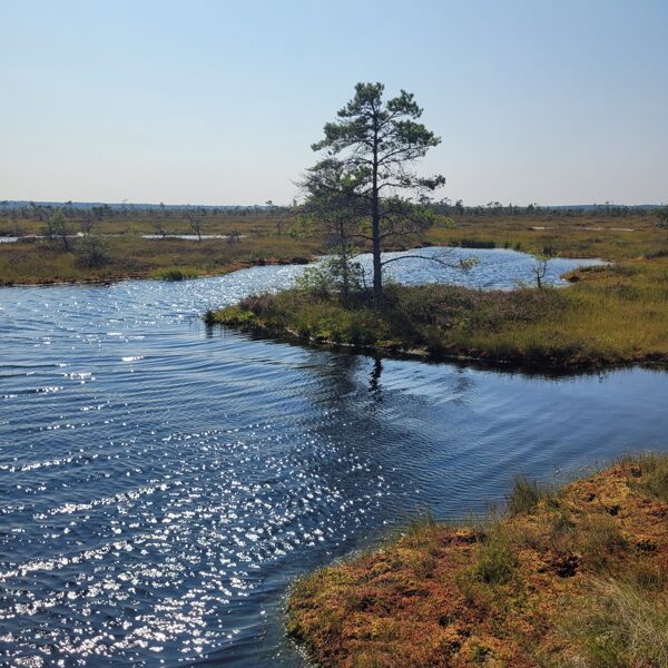 Liene Buka "Purva bridēji" Dunikas purvs