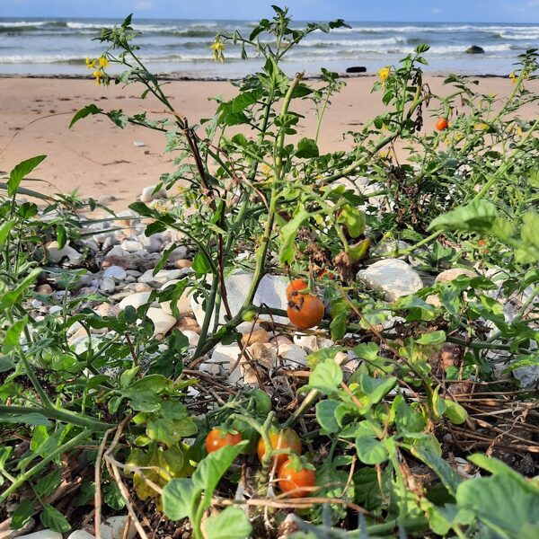 Ilona Ruskule "Akmeņainā liedaga raža" Pāvilosta