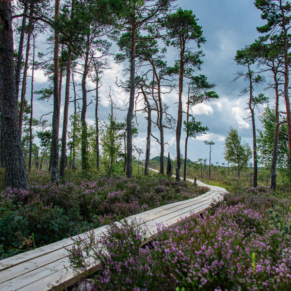 Rudīte Tiļļa "Tu tikai skudru nesamin" Dunikas purvs.