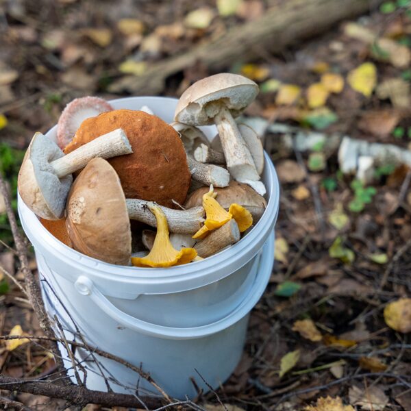 Jānis Skaldis "Rudens ir sācies - meža labumu spainis" Dunalkas pagasta mežos
