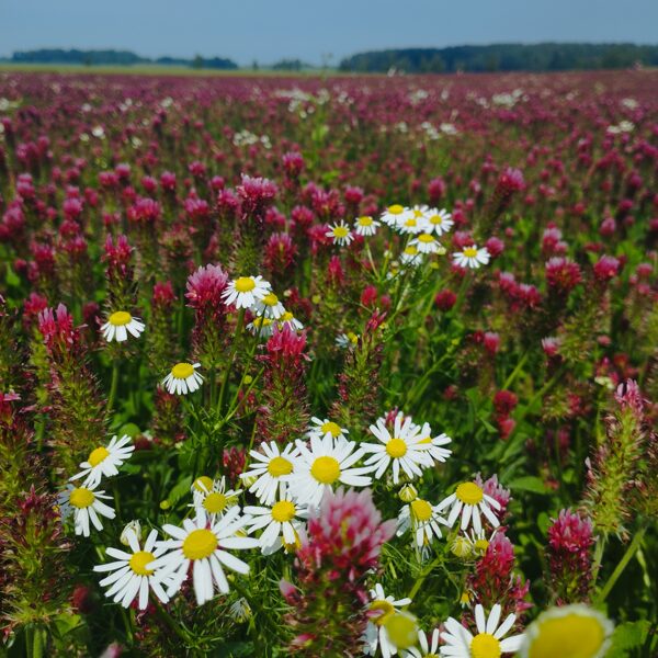 Rūta Mazdrevica "Sarkainais āboliņa lauks Dunalkā"