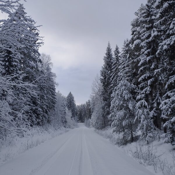 Rūta Mazdrevica "Ziemas pasaka Apriķu mežā"