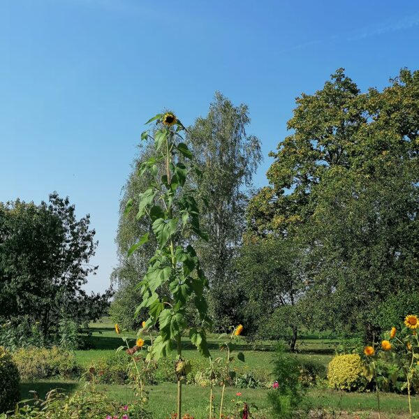 Baiba Verbele "Augam kopā" Nīca