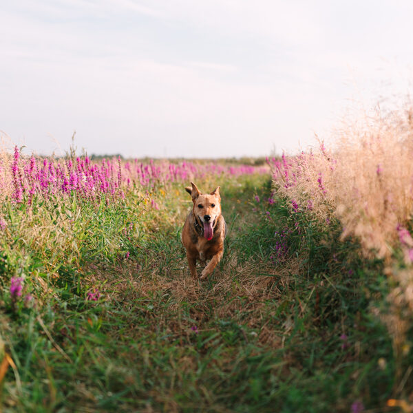Elvita Petrauska "Saules laimē" Bebe