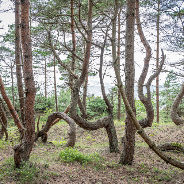 Andris Dūmiņš "skarbo vēju mežs" Ziemupe