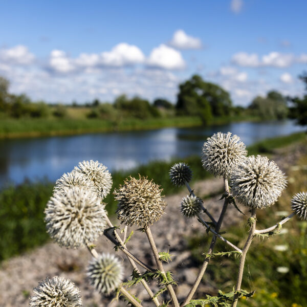Normunds Kaprano "Bārtas dambis" Nīca