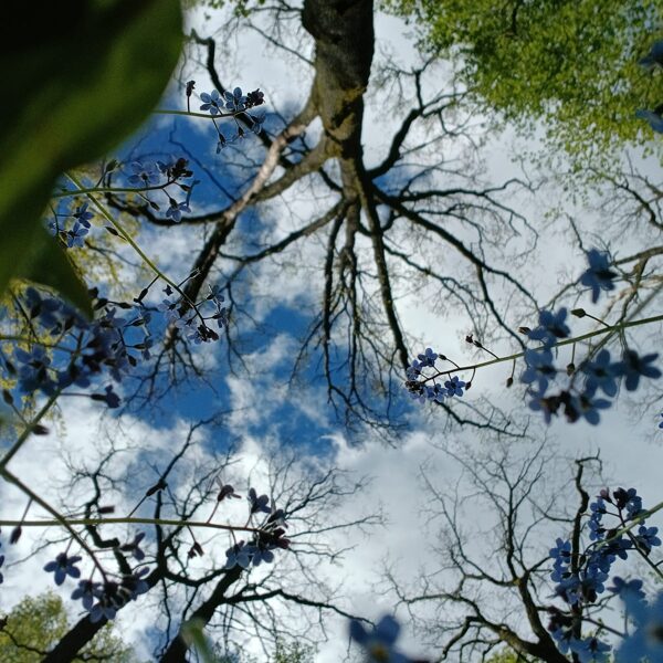 Kalētēti - Līga Jaunzeme