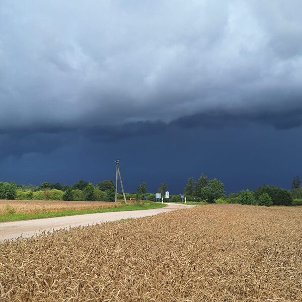 Vaiņode - Laila Strēle