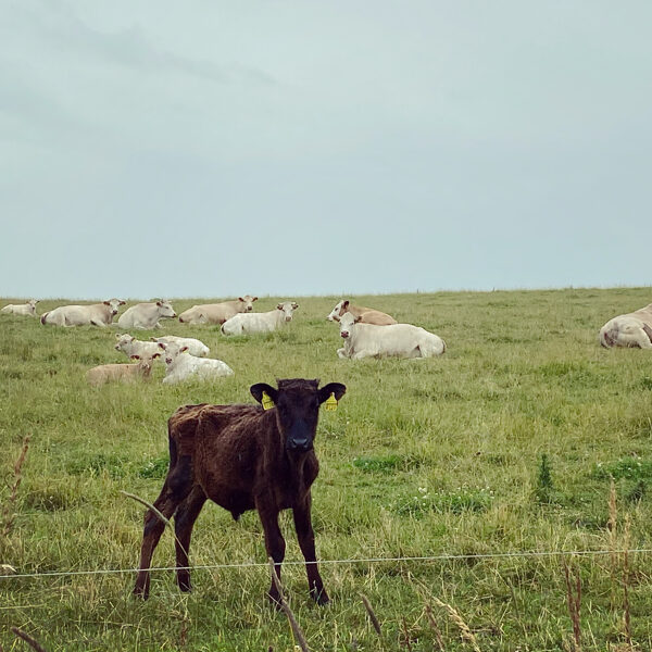 Medze - Gunita Lagzdiņa-Skroderēna