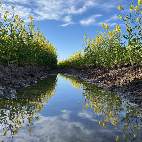Medze - Gunita Lagzdiņa-Skroderēna