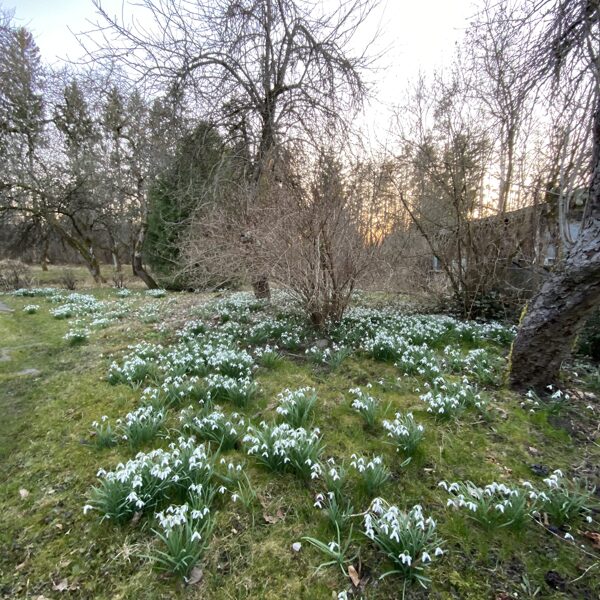 Medze - Gunita Lagzdiņa-Skroderēna