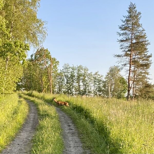 Medze - Gunita Lagzdiņa-Skroderēna