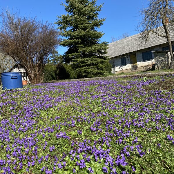 Medze - Gunita Lagzdiņa-Skroderēna