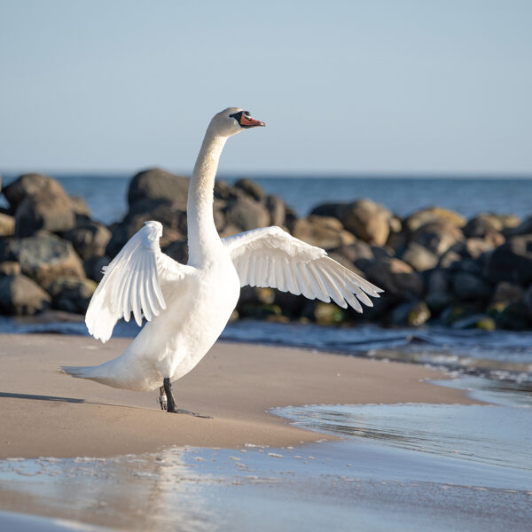 Pape - Sniedze Druvaskalne