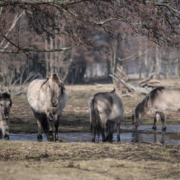 Papes dabas parks, Nīcas pagasts - Sniedze Druvaskalne