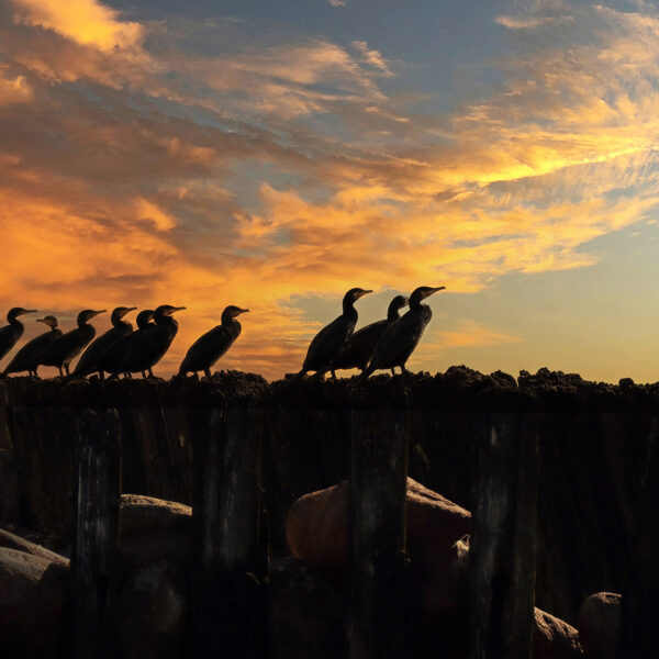 Papes jūrmala, Rucavas pagasts - Dina Kopštāle