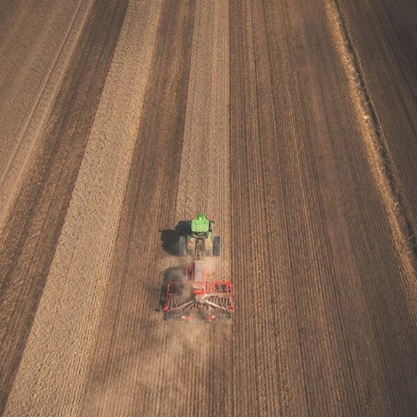 Rude, Otaņķu pagasts - Māris Ankevics