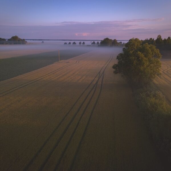 Rude, Otaņķu pagasts - Māris Ankevics