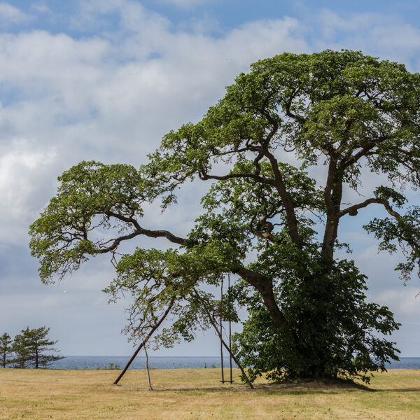 Strante - Daina Bramberga