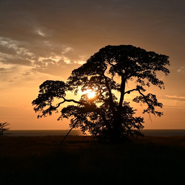 Strante, Zelta stundā - Daiga Zvejniece