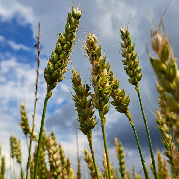 Tadaiķu, Lieģi- Madara Jaunzeme