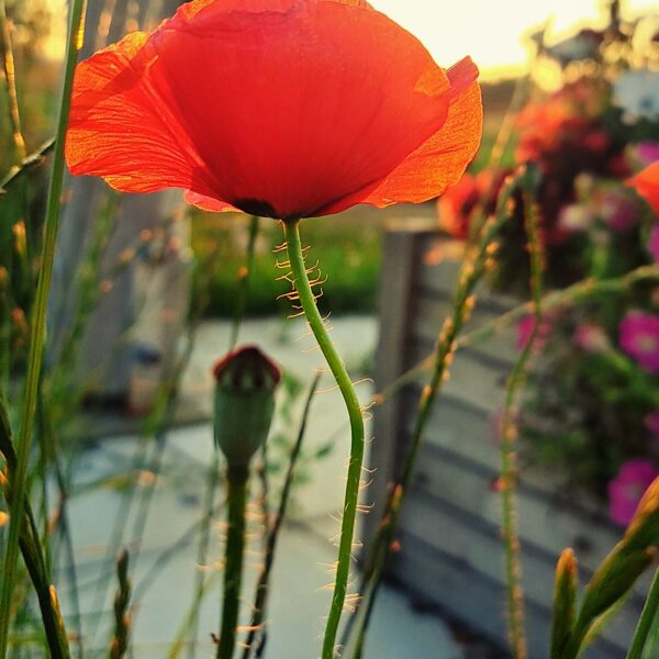 Tadaiķu pagasts, Lieģi - Madara Jaunzeme