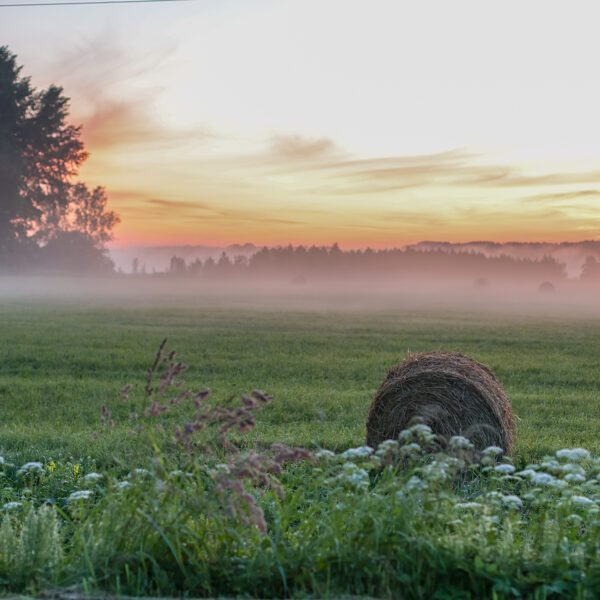 Tāši, Medzes pagasts - Līga Skalde
