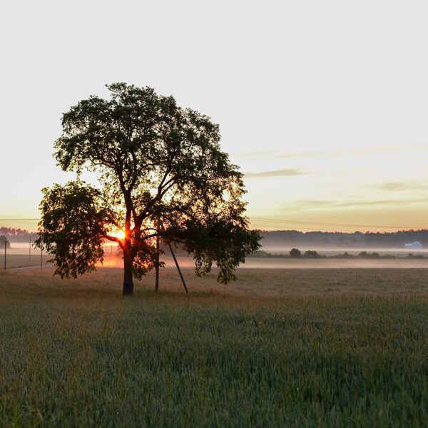 Tāši, Medzes pagasts - Līga Skalde