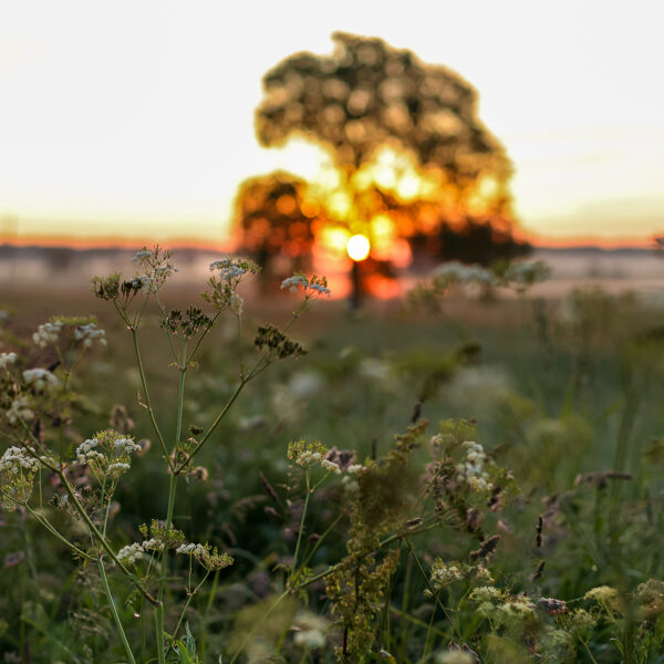 Tāši, Medzes pagasts - Līga Skalde