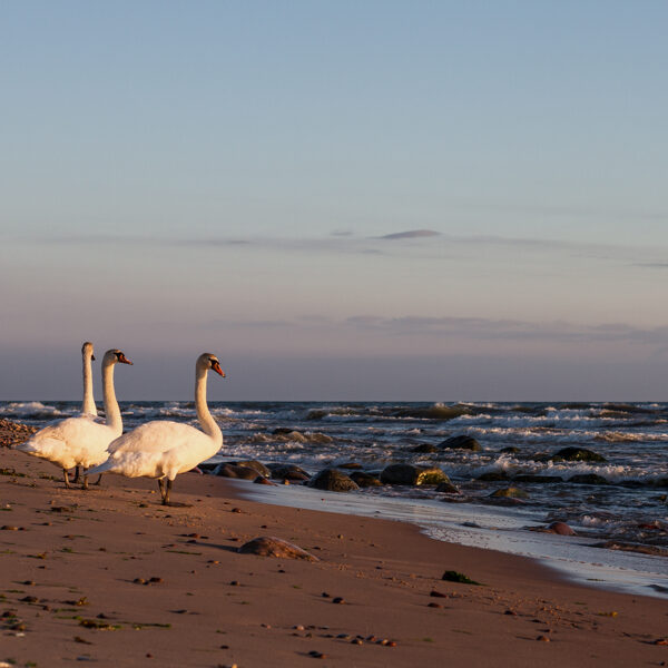 Ziemupe - Daina Bramberga