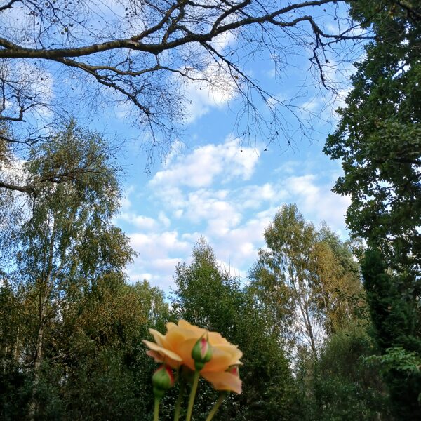 Ainars Brēdiķis "Galvenā Roze!" Ziemupe