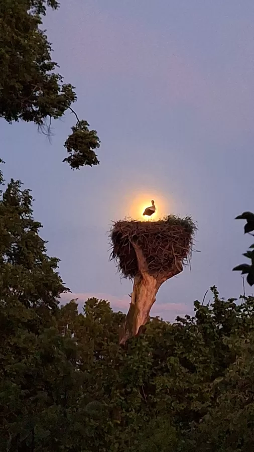 Intars Mellums "Kad stārķis izdēj zelta olu" Priekules, Baznīcas iela