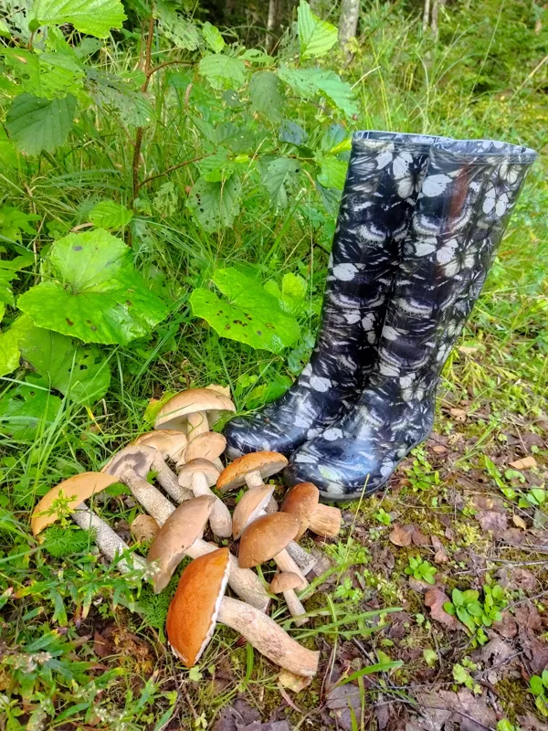 Ruta Siksna "Čaklais sēņotājs palicis bez sēnēm un zābakiem" Dunalkas vietējie meži