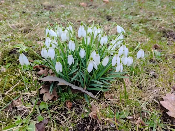 Mārīte Siksna "Ziedošais laiks" Priekule/Saulaine