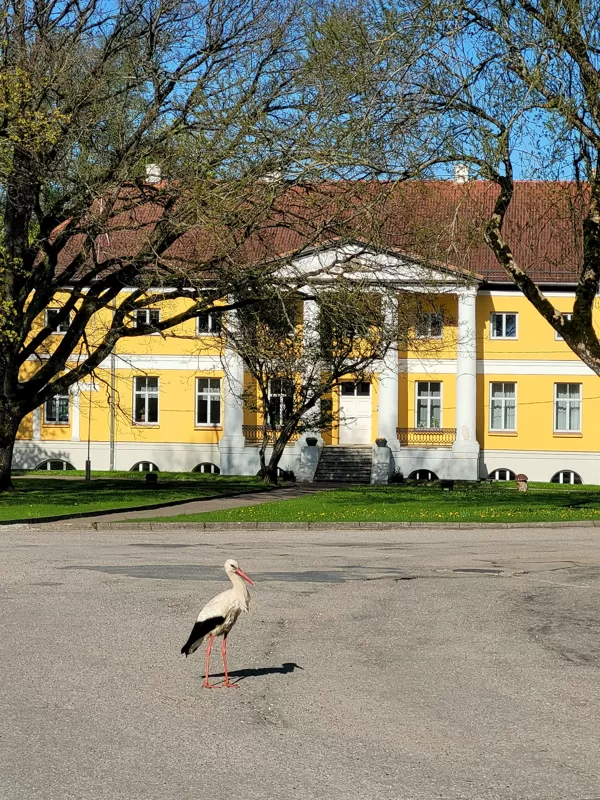 RUDĪTE BĒRZIŅA "Vērgales pils grāfs" Vērgale
