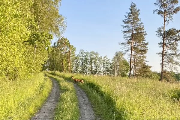 Medze - Gunita Lagzdiņa-Skroderēna