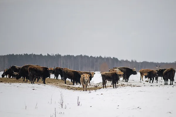 Papes dabas parks, Nicas pagasts - Īrisa Branaburga