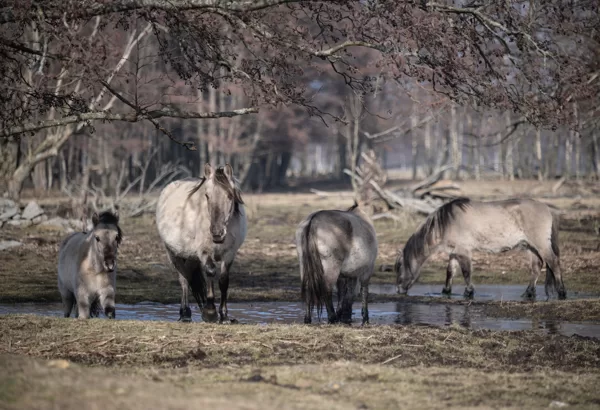 Papes dabas parks, Nīcas pagasts - Sniedze Druvaskalne