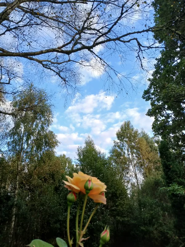 Ainars Brēdiķis "Galvenā Roze!" Ziemupe